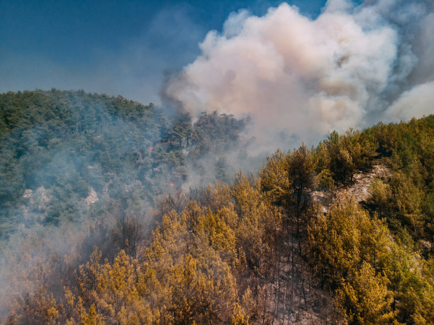 鸟瞰图森林火灾在红松林图片下载