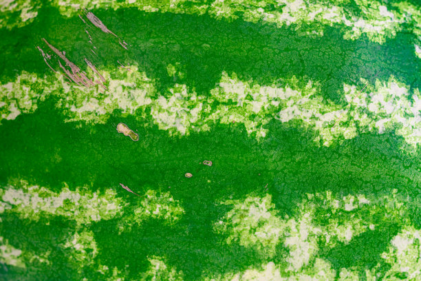 绿色条纹纹理的西瓜库存照片图片下载