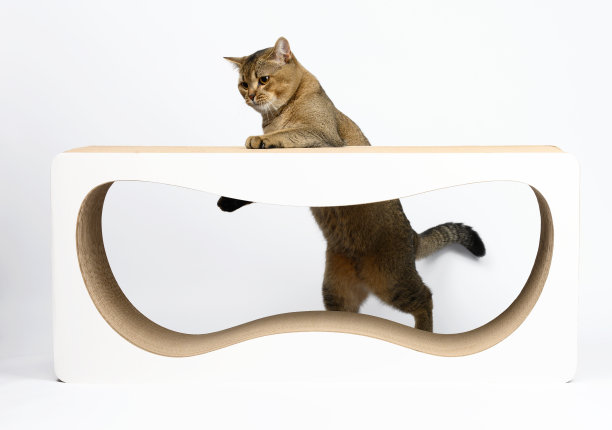 成年灰色苏格兰直猫站在一根纸做的抓挠杆上，看着相机。图片下载