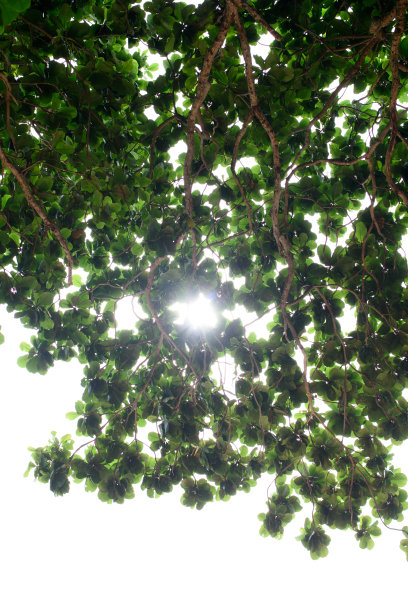 树荫下的高大树木在多云。图片下载