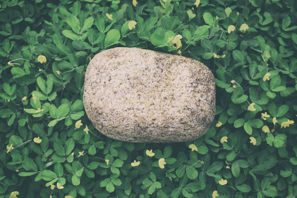 石头和花生图片下载