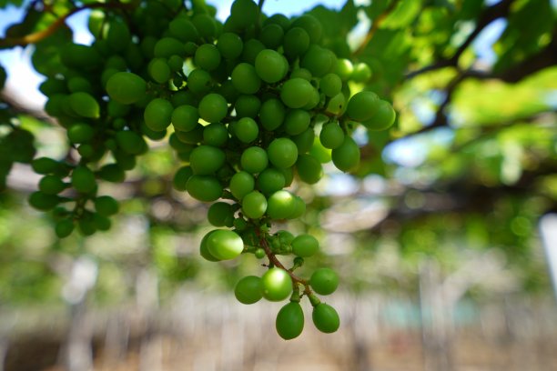 越南南部宁顺省的青葡萄园图片下载