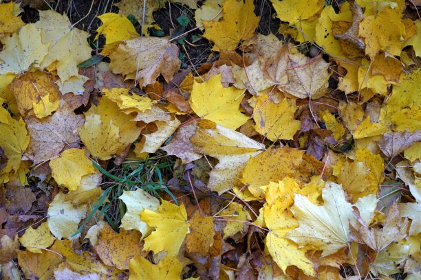 秋天的背景。绿色的草地上有黄色和棕色的枫叶。季节性背景与大量的复制空间可用。图片下载