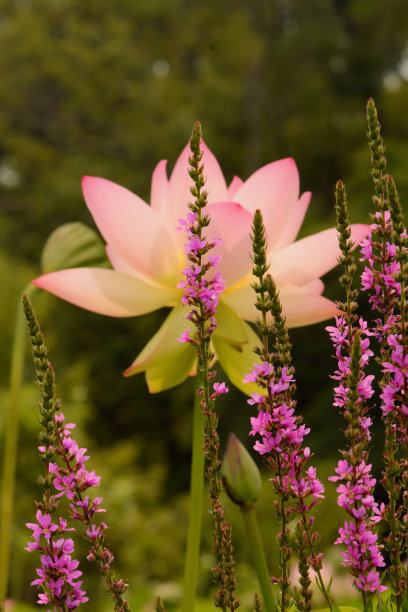 莲花盛开的图片下载