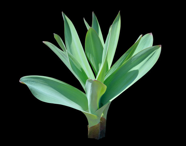 植物的大蒜图片下载