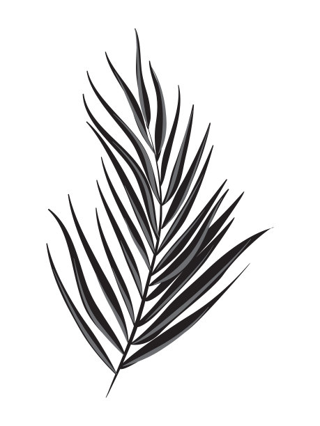 白色背景上的棕榈叶单色图片下载