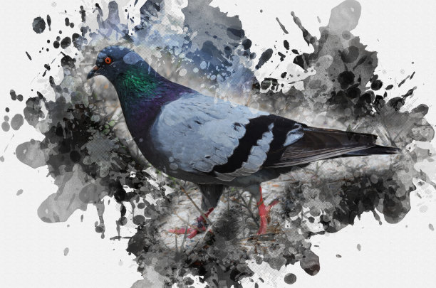 数字水彩画的野生鸽子。蓝鸽子或圆柱图片下载