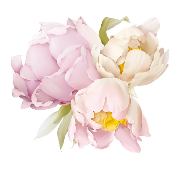 插图与一束精致的牡丹花在白色的背景。春天花壁纸图片下载