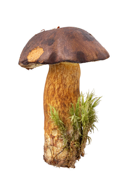 新鲜的野生蘑菇，白色背景上有苔藓图片下载