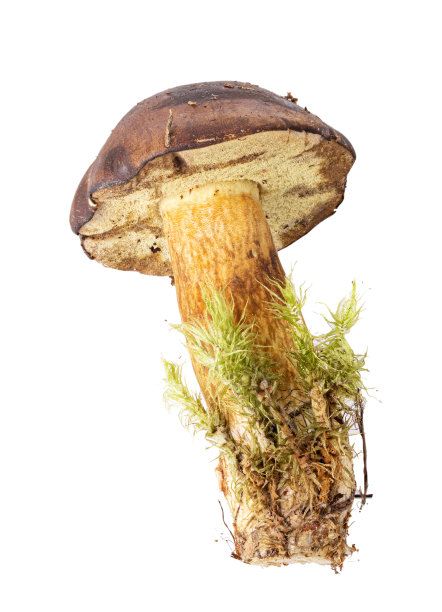 新鲜的野生蘑菇，白色背景上有苔藓图片下载