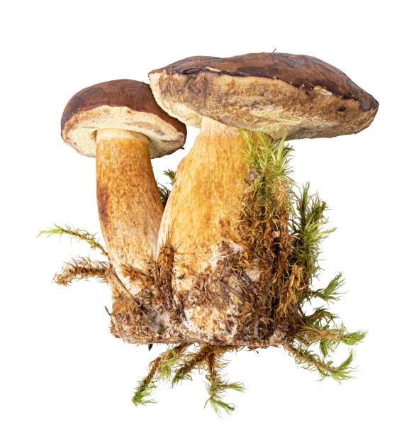 新鲜的野生蘑菇，白色背景上有苔藓图片下载