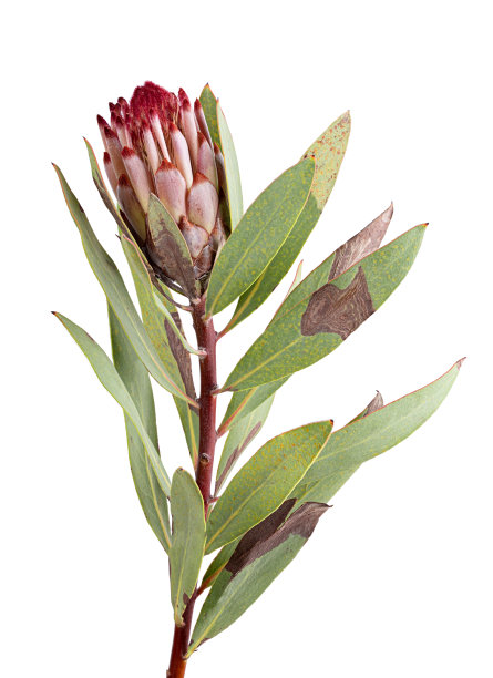 新鲜的protea花分离在白色背景上图片下载