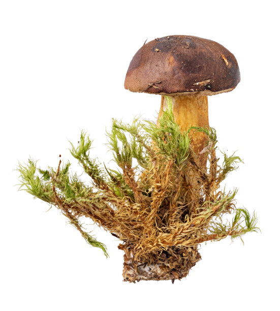 新鲜的野生蘑菇，白色背景上有苔藓图片下载