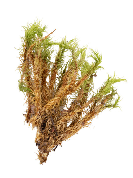 白色背景上的绿色苔藓图片下载