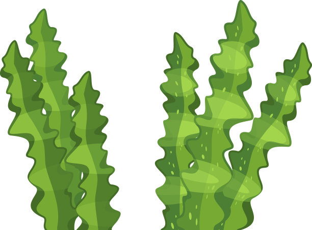 摘要卡通绿藻分离在白色背景上图片下载