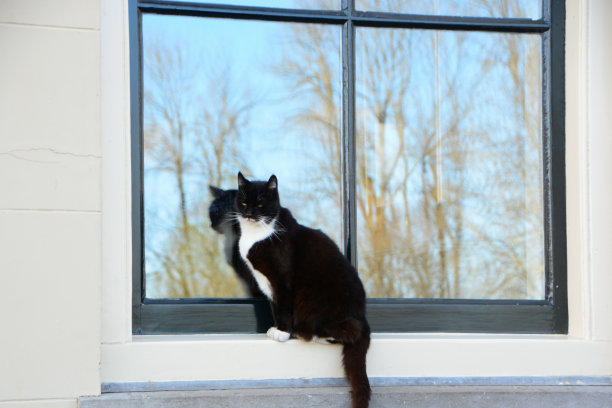 黑猫白胸。图片下载