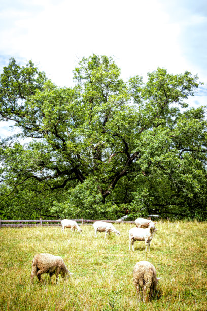 牧场上有一棵巨大的橡树图片下载