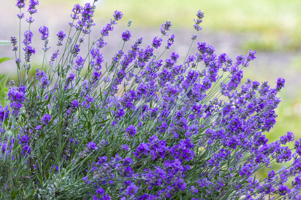 美丽的薰衣草花图片下载