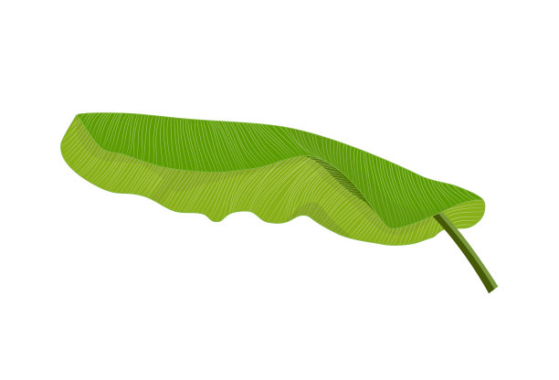 在白色背景上分离的香蕉叶载体图片下载