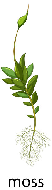 苔藓在卡通风格孤立在白色背景上图片下载