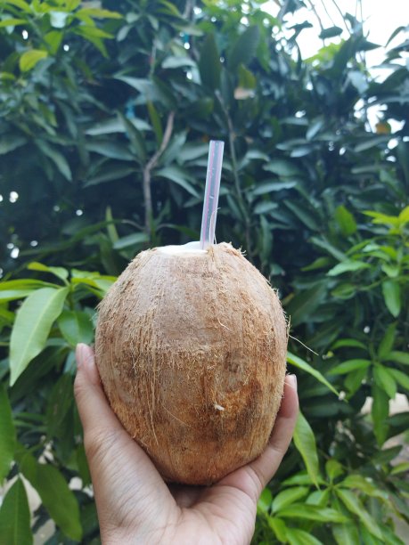 椰子喝图片下载