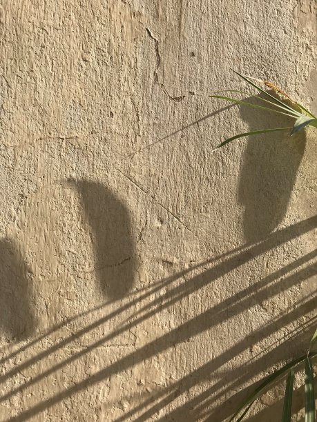 叶背景的阴影图片下载