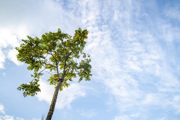 蓝天下有绿树图片下载