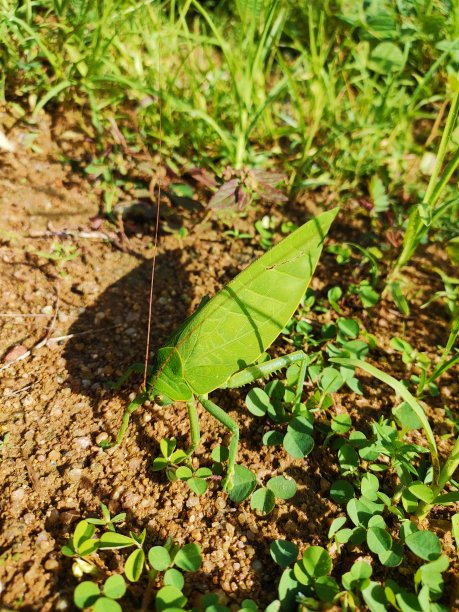 纺织娘图片下载