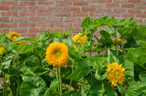 向日葵是一种一年生植物图片下载