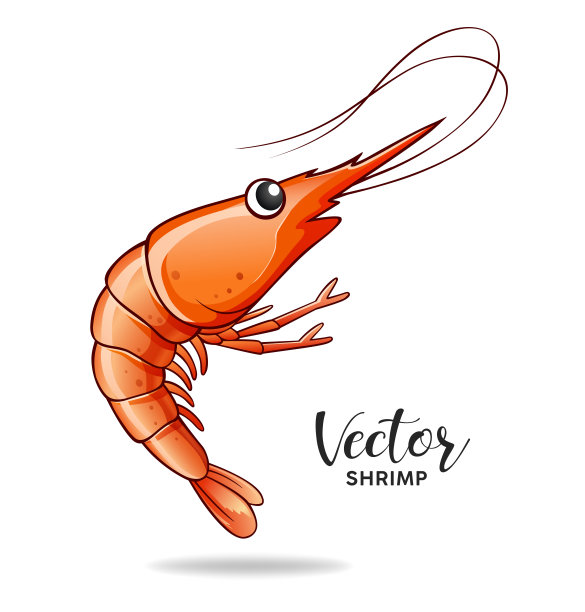 虾现实的向量，隔离在白色的背景图片下载