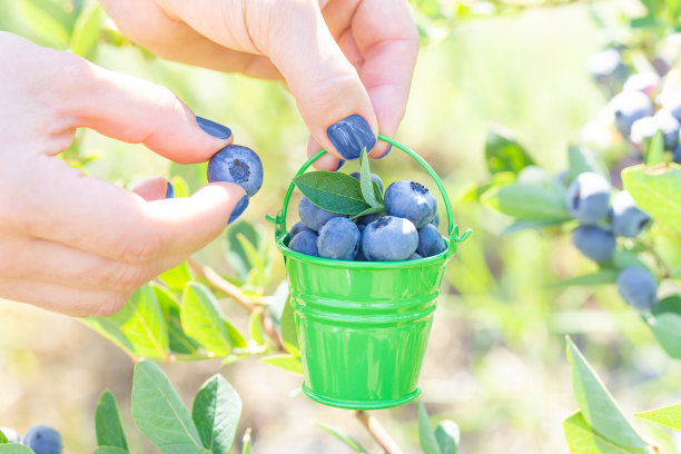 小心翼翼地手工采摘蓝莓图片下载