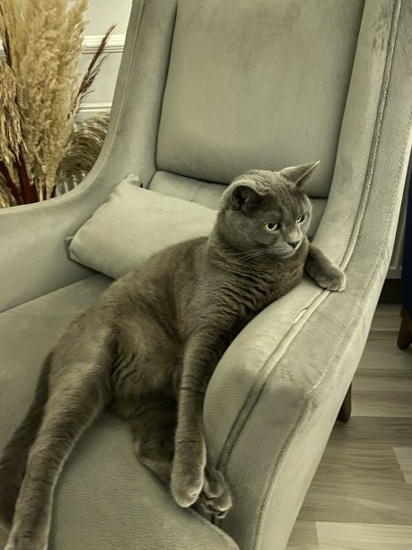 猫坐在椅子上图片下载