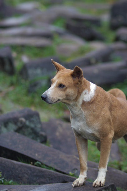 在印度尼西亚西爪哇岛Cianjur的巴东巨石遗址，一只长着橙色和白色皮毛的狗坐在一块岩石上。印度尼西亚家犬库存图片。图片下载
