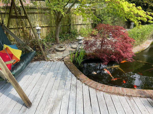 近景花园露台，绿色秋千椅与彩色坐垫，锦鲤池旁环绕竹篱，上方挂枫，红白锦鲤鱼在清澈的水中游泳图片下载