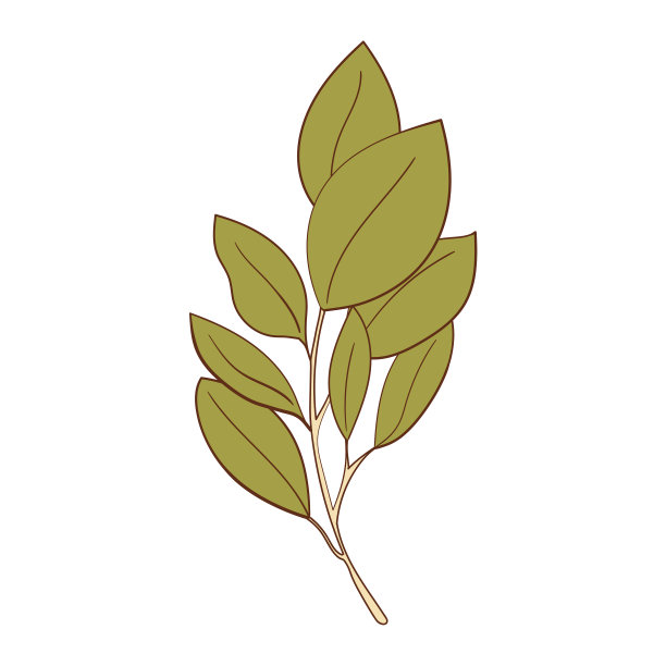 系植物树枝图片下载