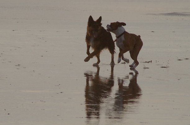 海滩上的贝利图片下载
