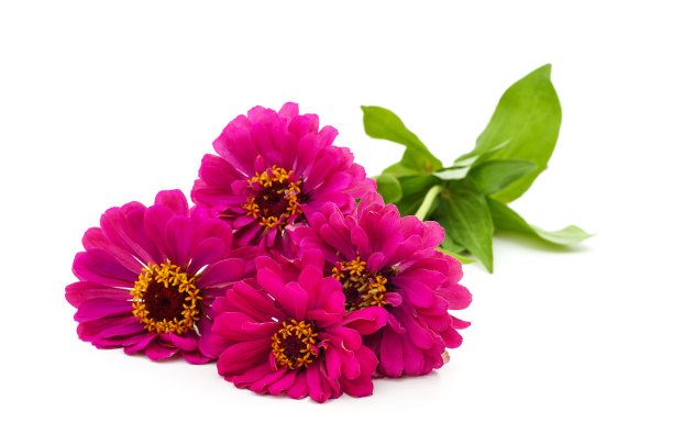 美丽的粉红色zinnia。图片下载