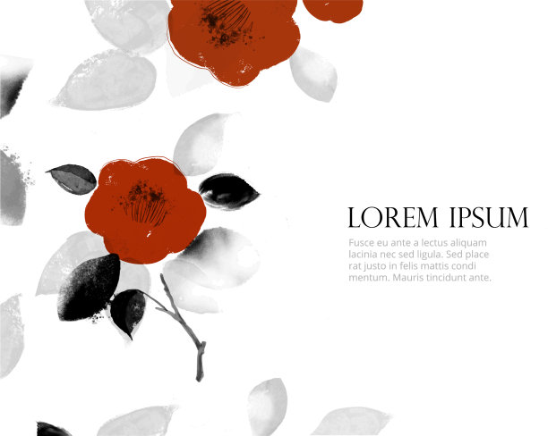 红色的日本山茶花在白色的背景图片下载