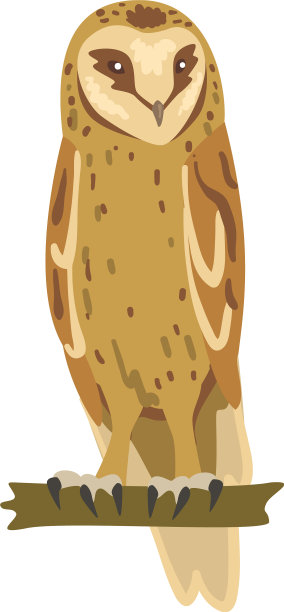 栖息的猫头鹰，头宽，爪尖图片下载