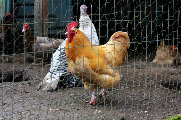 铁栏里的公鸡图片下载