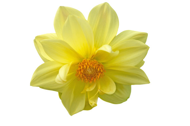 一个明亮美丽的黄色大丽花接近白色孤立的背景图片下载