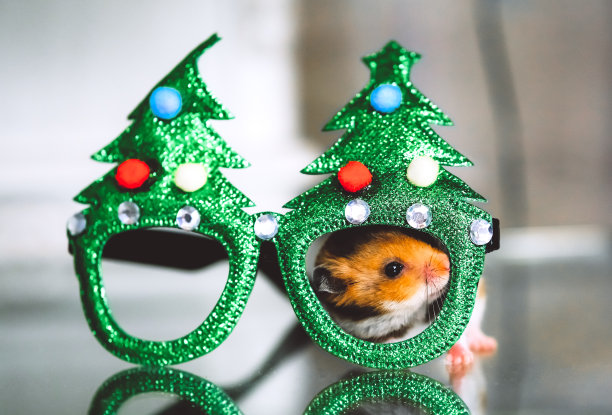 戴着圣诞面具的小仓鼠。新年前夜派对。图片下载