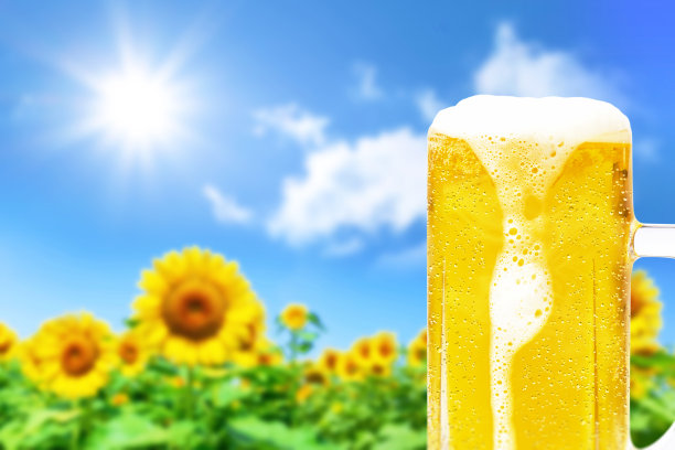 图片背景是向日葵和一杯啤酒滴着泡沫和水滴。图片下载