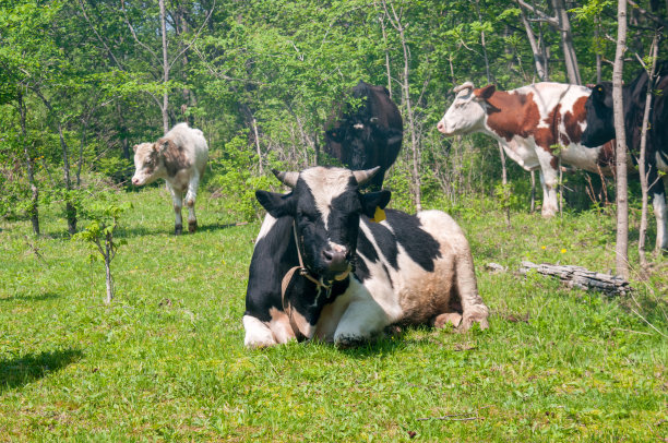 夏天的一天，牛群在森林附近的一块绿色空地上吃草图片下载
