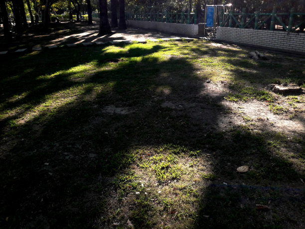 阴影，叶子，花，草药的图案，顶部视图和空白复制空间的绿色草地背景。草地上的阴影，复制空间。主体图像失焦、抖动、模糊图片下载