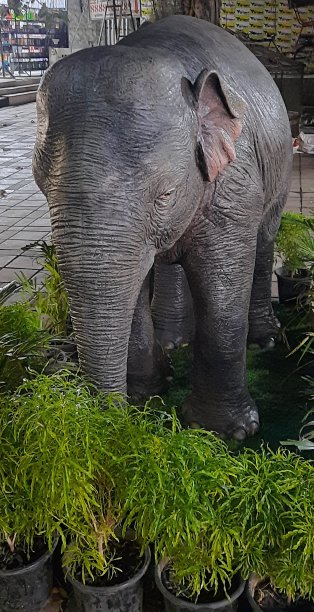 大象的图片图片下载