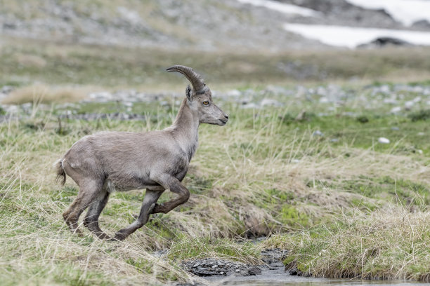 阿尔卑斯野山羊与跳跃山溪杂交(卡普拉野山羊)图片下载