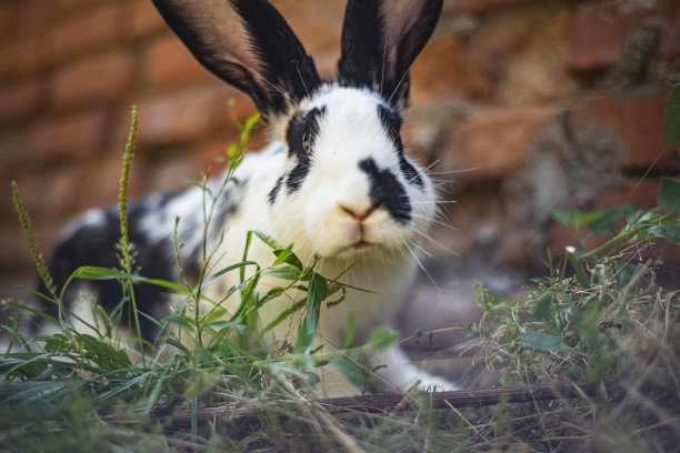 小白兔和小黑兔在地上吃着绿草，图片下载