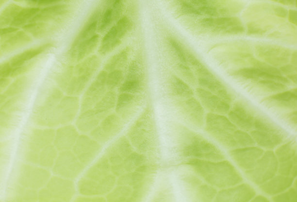 绿叶紧锁。新鲜叶子纹理背景。自然环保壁纸。素食。蔬菜和维生素制品。宏观照片。图片下载