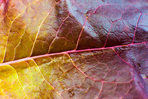 紫色叶子闭合。新鲜叶子纹理背景。自然环保壁纸。素食。蔬菜和维生素制品。宏观照片。图片下载